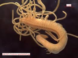 Image result for Polychaeta spp.