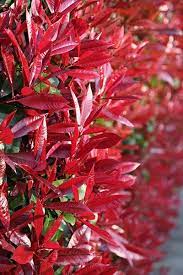 Photinia red robin is probably the most popular of the hedge varieties. Buy Photinia Photinia Fraseri Red Robin 16 99 Delivery By Crocus