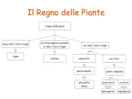 Il regno vegetale si considera tradizionalmente contrapposto al regno animale, includendo al proprio interno. Le Piante Ppt Video Online Scaricare