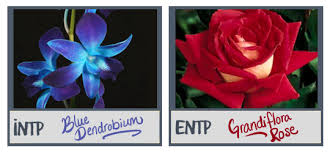 Mbti Analysis Mbti Intp Flowers