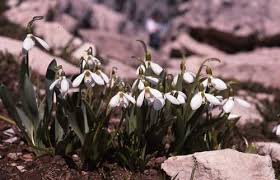 Image result for Schizochilus lepidus