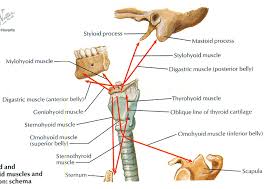 Image result for Hyoid Bone