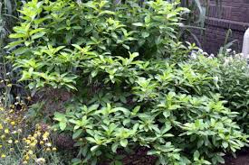 Image result for Tephrosia paniculata