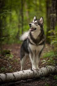 Awesome Siberian Husky Cok Sirin Hayvanlar Ev Kopekleri Kopek Turleri