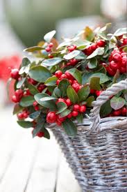 Finding Neverland Christmas Garden Holly Berries Red Berries