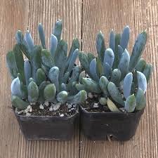 Image result for tbn:HNtrRnQBmFuaxM::www.bluechopsticks.com/img_large/800CC_0805S1015.jpg