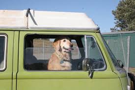 My Bus And Sally My Neighbor S Sweet Golden