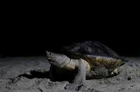 Check spelling or type a new query. Pertamina Ep Rantau Field Selamatkan Telur Tuntong Hotfokus Fokus Berita Tekini