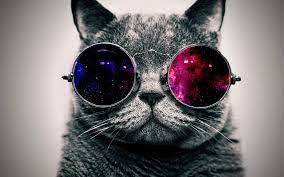 We've gathered more than 5 million images uploaded by our users and sorted them by the most popular ones. 40 Cool Cat Hd Wallpaper On Wallpapersafari