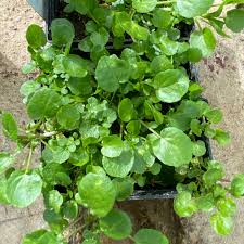 Image result for Rorippa nasturtium-aquaticum