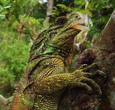 Proper nutrition is another key to good hydrosaurus keeping. Philippine Sailfin Lizard Project Noah