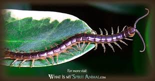 Check spelling or type a new query. Insect Symbolism Meaning Spirit Totem Power Animal