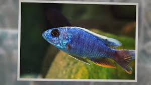Page Title A Closer Look At A Mixed African Cichlid Aquarium