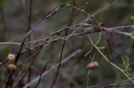 Image result for Ipomoea coptica