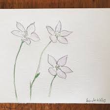 Original Australian Bluebells Artwork Australian Native Etsy Australian Native Flowers Botanical Artwork Flower Drawing