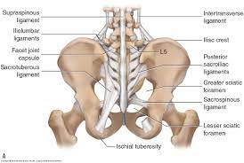Retropubic anatomy showing points of attachments of the atla and the atfp. Posterior Pelvis Anatomy Anatomy Drawing Diagram