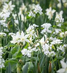 Narcissus Thalia In 2020