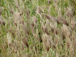 Image result for Chloris virgata