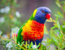 Image result for parrot