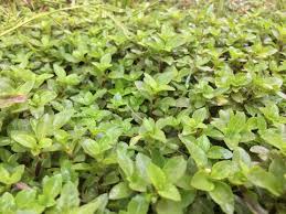 Image result for Hygrophila spiciformis