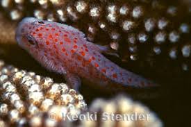 Image result for Corallocarpus poissonii