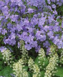 Species or Cultivar—Will It Make a Difference?