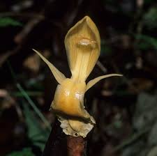 Image result for Aframomum polyanthum