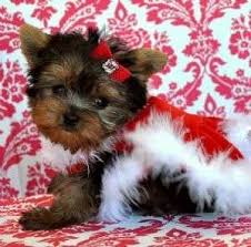 Same thing goes with teacup chihuahua. Yorkie Terrier Puppies Under 200 Dollars For Sale New Jersey