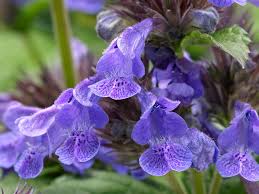 Image result for Nepeta