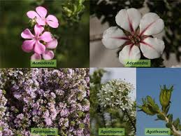 Image result for Rutaceae