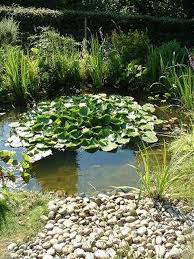 A Wildlife Pond With Smooth Pebble Beach Designed And Built With Wildlife In Mind Ponds Backyard Natural Pond Pond Plants