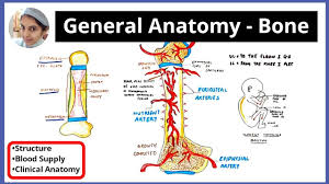 Choose from 500 different sets of flashcards about long bone diagram on quizlet. Blood Supply Of Long Bone Types Of Bone Shape Arterial Supply Venous Drainage Clinical Anat Youtube