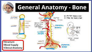 The diaphysis is the tubular shaft that runs between the proximal and distal ends of the bone. Blood Supply Of Long Bone Types Of Bone Shape Arterial Supply Venous Drainage Clinical Anat Youtube