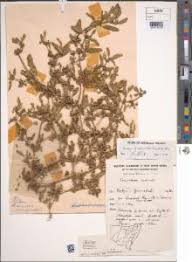 Image result for Zaleya