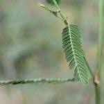 Image result for Aeschynomene sensitiva