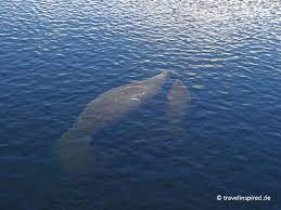 Conjugate the german verb verhungern: Seekuhe In Florida Beobachten Top Manatee Spots Travelinspired