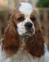 ● easy searching and secure buying. Meg A Sable And White Parti Color American Cocker Spaniel