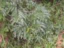 Image result for Albizia schimperiana