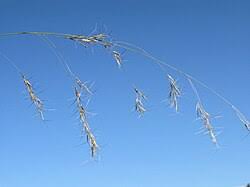 Image result for Aristida stenostachya