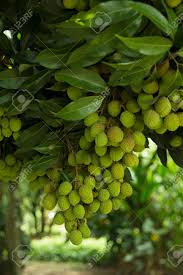 China is the main producer of lychees, followed by india, other countries in southeast asia, the indian subcontinent, madagascar and south africa. Thai Lychee Fruit Is On The Tree Wait For The Next Harvest Stock Photo Picture And Royalty Free Image Image 101764341