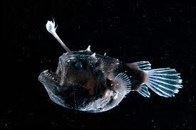 The Creepy Anglerfish Comes To Light Just Don T Get Too Close The New York Times