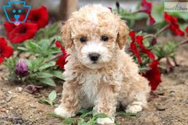 Bichonpoo puppies for sale in pa are one of the most charming and happy mixed breeds. Cassie Bich Poo Bichpoo Puppy For Sale Near Lancaster Pennsylvania 9dd0a8e0 5ed1