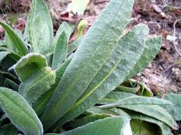 Image result for Orthochilus adenoglossus