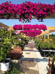 Overhead Planters With Petunias Annual Flowers Container Flowers Garden Center