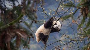 Maybe you would like to learn more about one of these? Hd Animal Wallpapers 4k And 8k Animal Pictures With Names