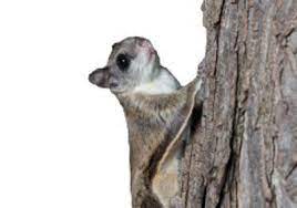Receive professional pest control services in highland park. A 1 Pest Control 116 Hiawatha Trl Highland Park Il 60035 Yp Com
