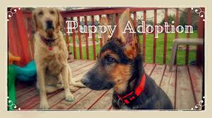 Paws crossed dog rescue serves the eastern panhandle of wv and nearby areas. German Shepherd Puppy Adoption From Rescue Organization Memories Youtube