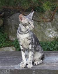 Find great deals on new items shipped from stores to your door. Cat Colours Blue Silver Classic Tabby