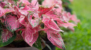 Image result for Caladium