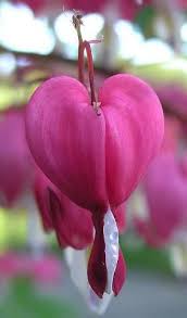 One Of My Favorite Flowers Bleeding Heart Heart In Nature Flower Heart